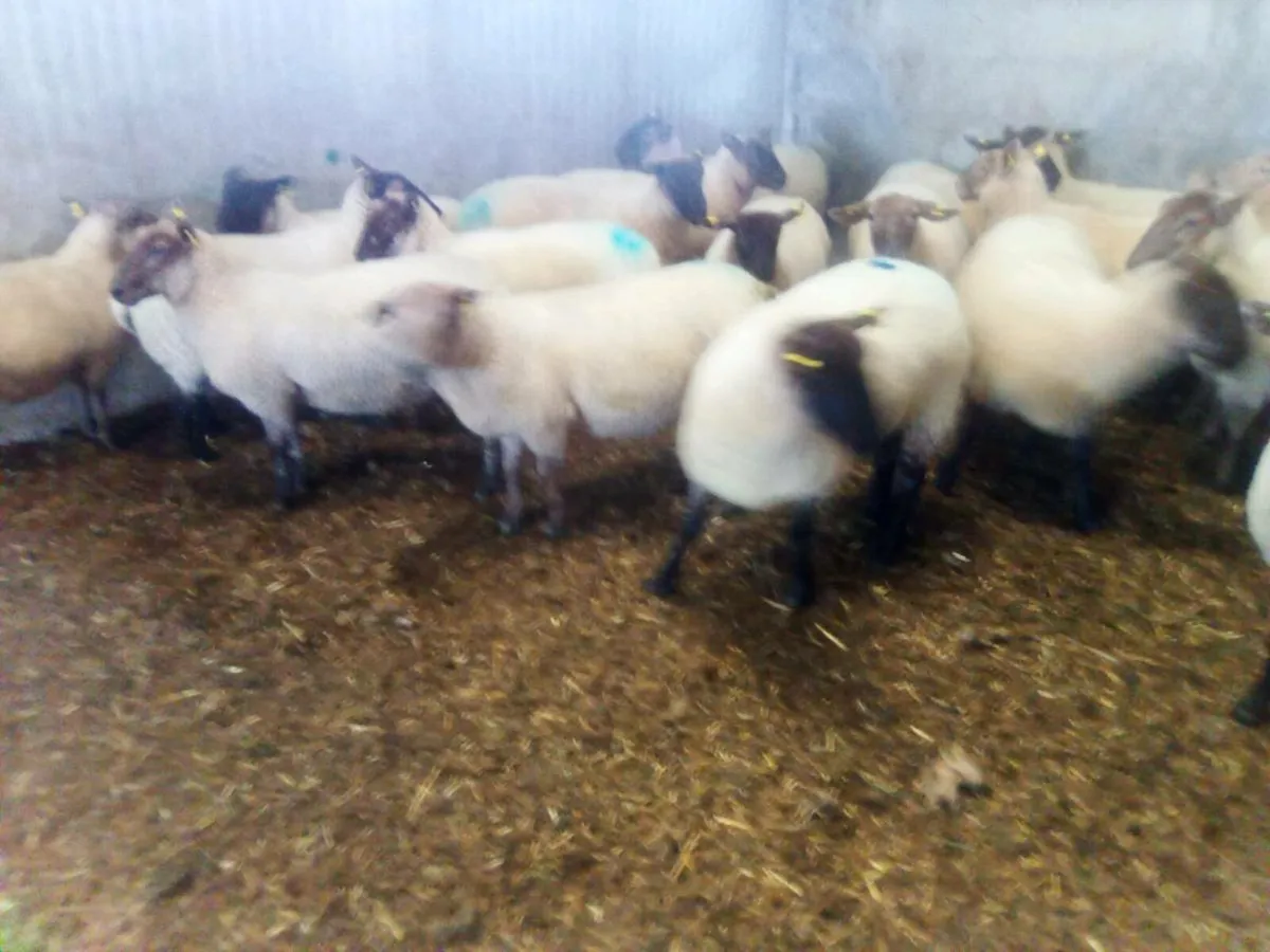 Sheep - Image 3