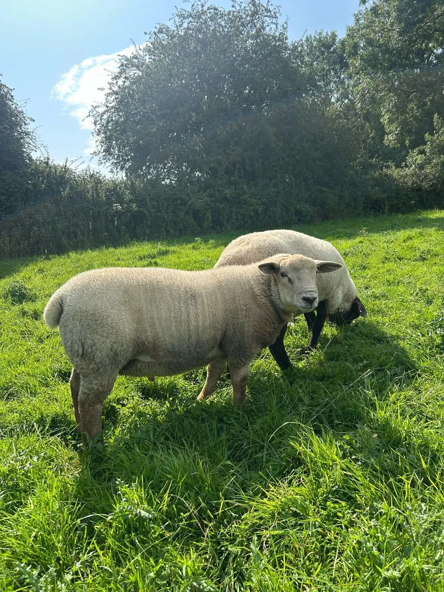 Ram Lamb For Sale - Image 1