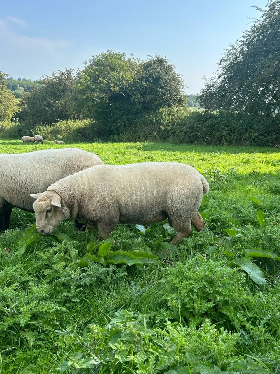 Ram Lamb For Sale - Image 3