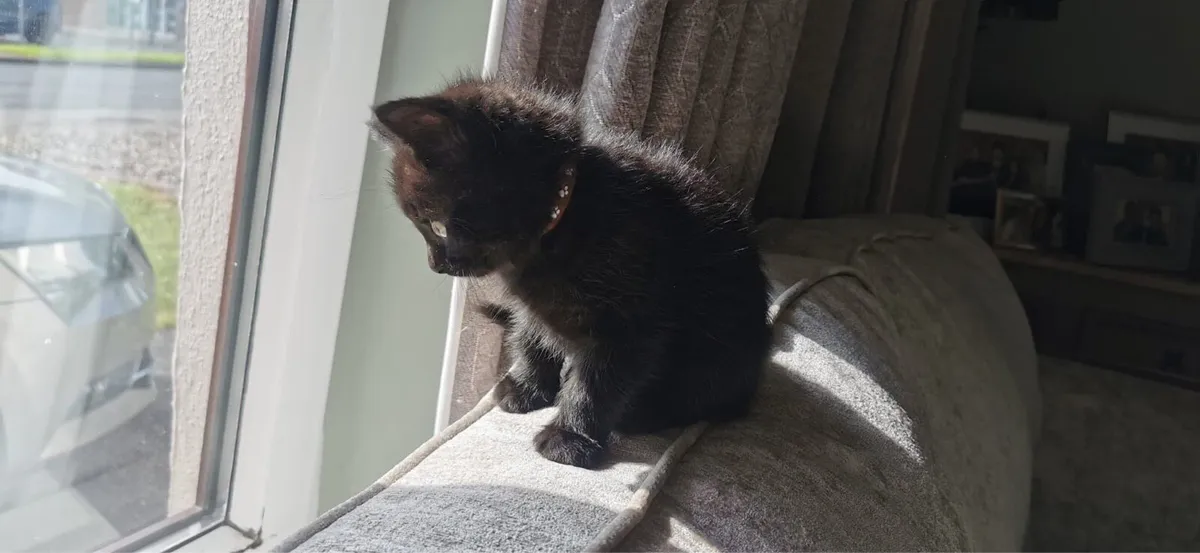 Chocolate British Shorthair Kittens Cross - Image 4
