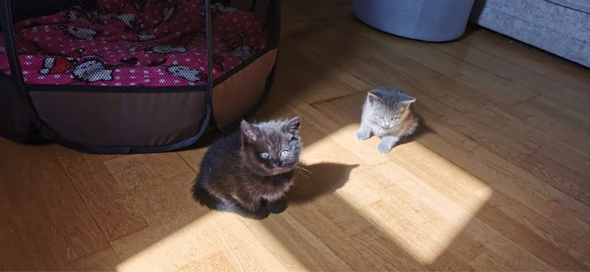 Chocolate British Shorthair Kittens Cross - Image 3