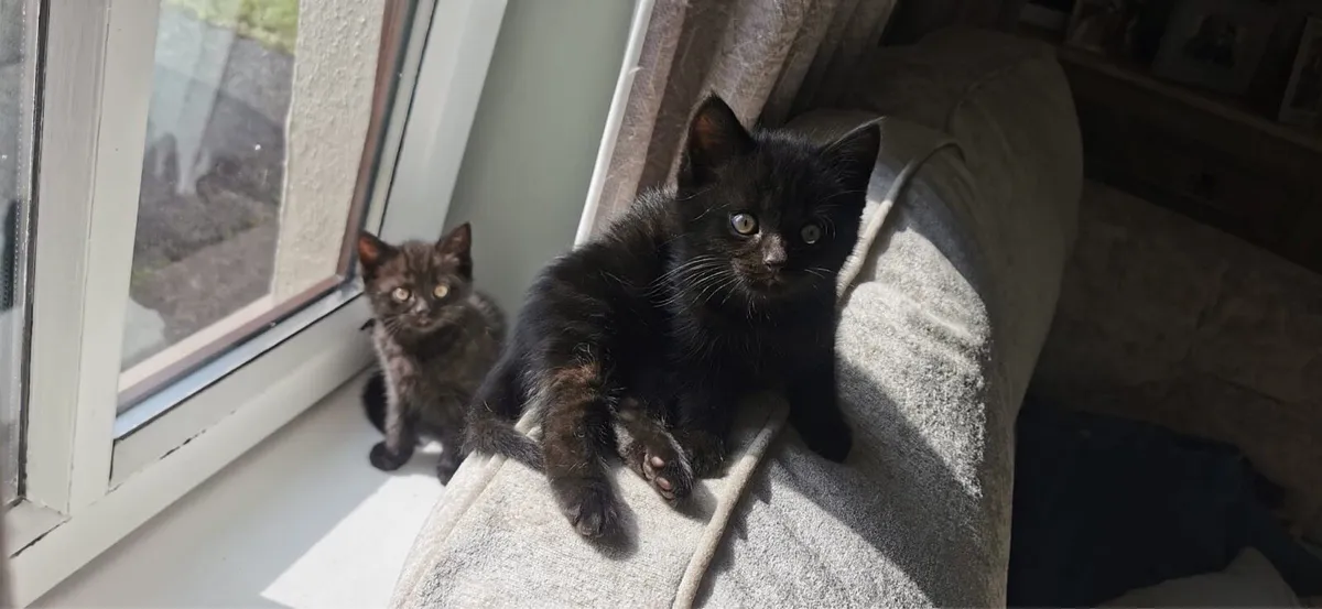 Chocolate British Shorthair Kittens Cross - Image 1