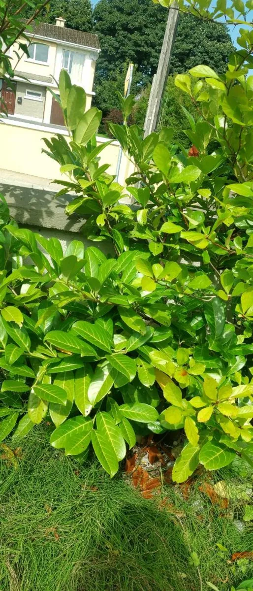 Lauren hedge plant pretty big - Image 1
