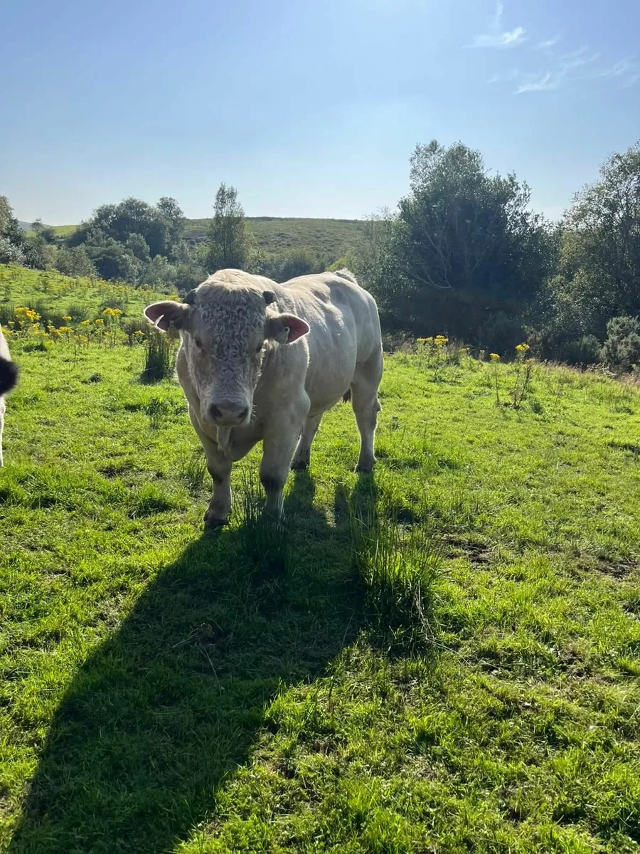 Bull - Image 1