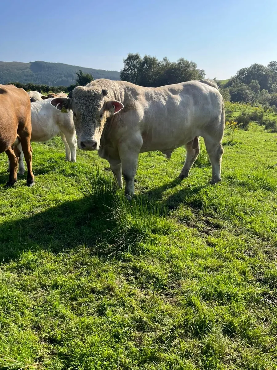 Bull - Image 2