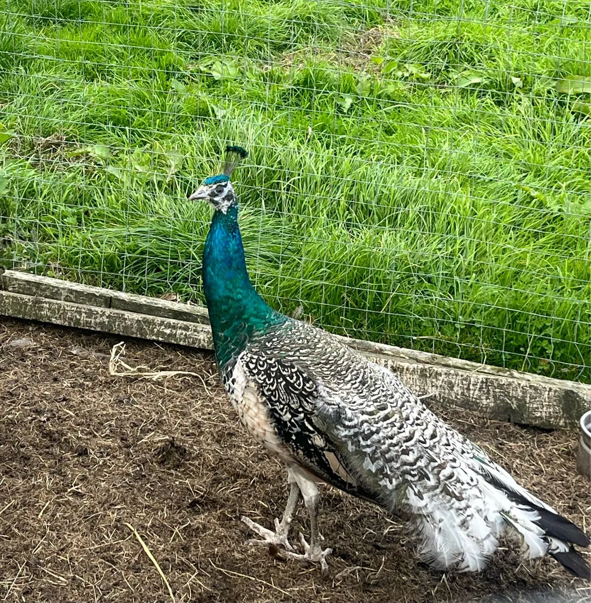 Peafowl - Image 1