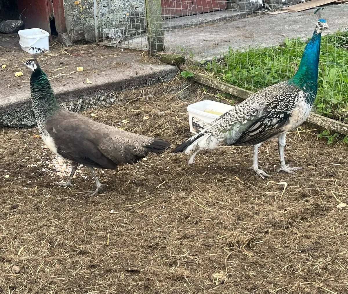Peafowl - Image 2