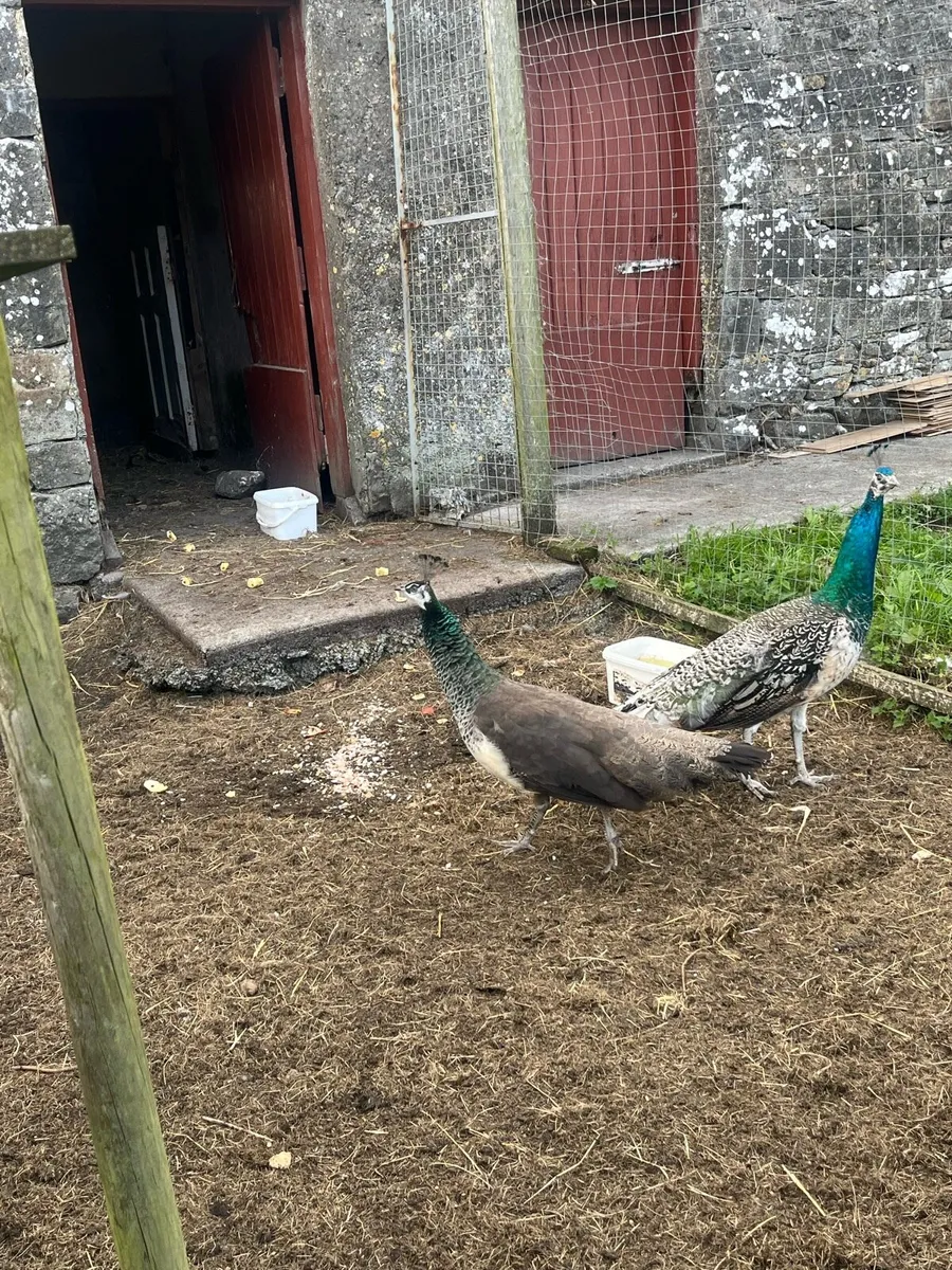 Peafowl - Image 3