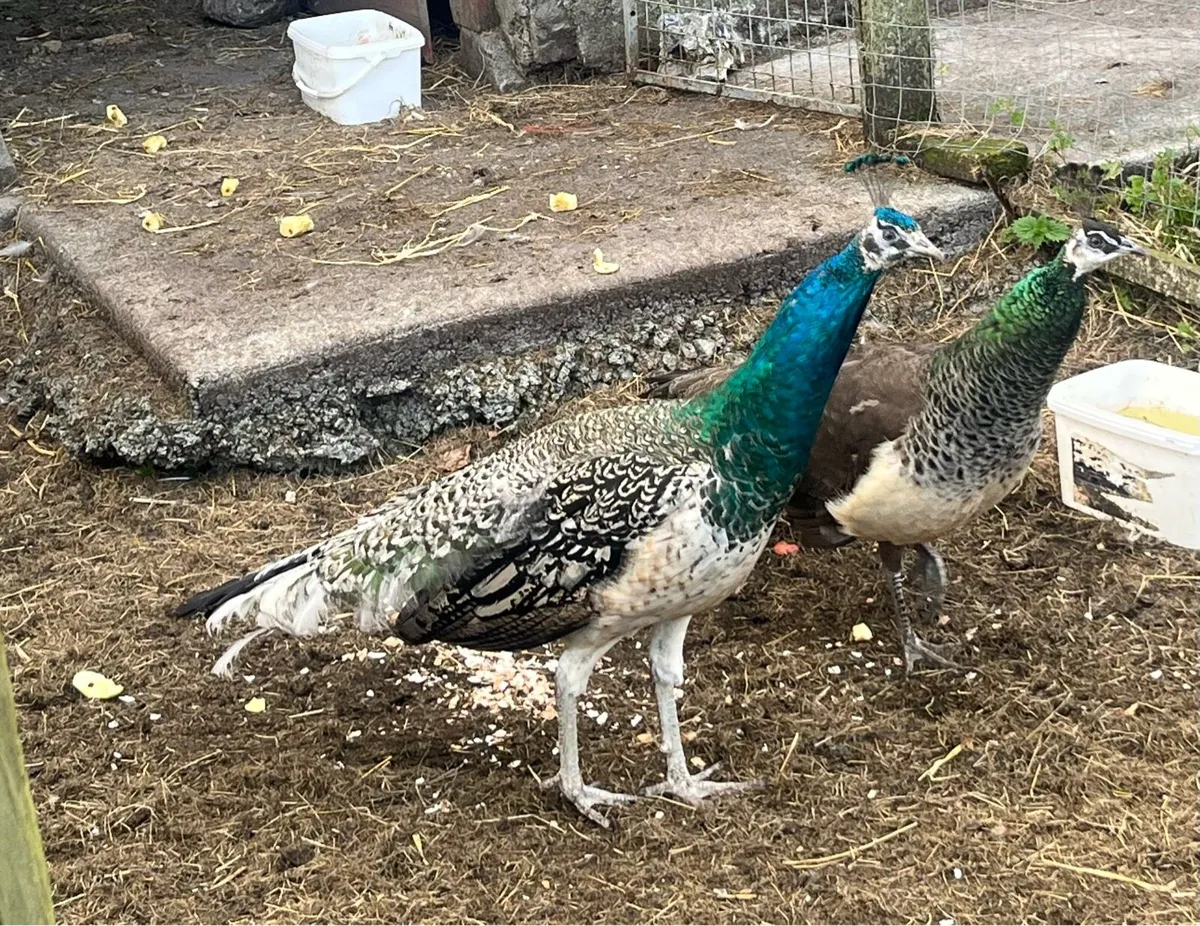 Peafowl - Image 4
