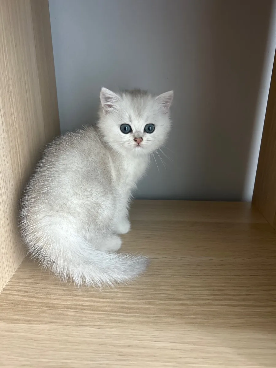 Kitten - Image 1