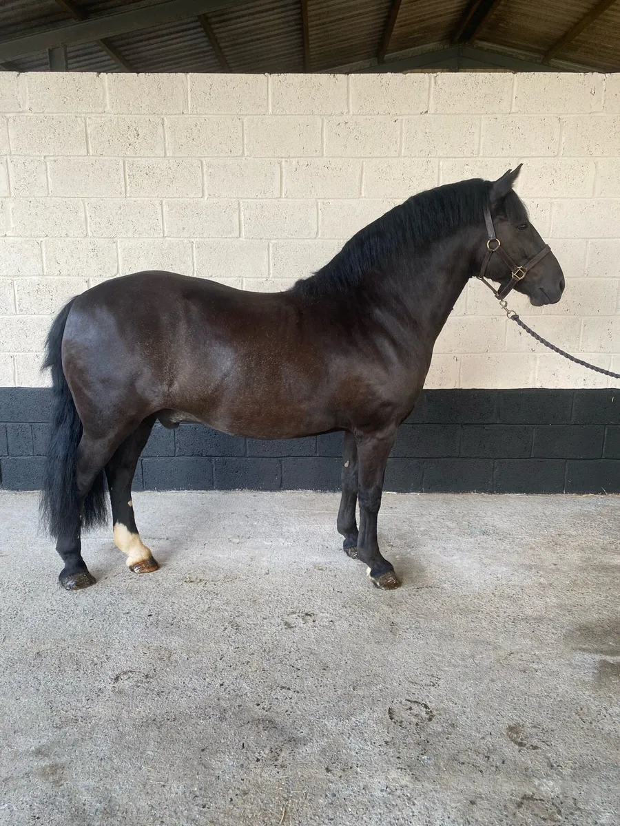 Fun all rounder pony - Image 3