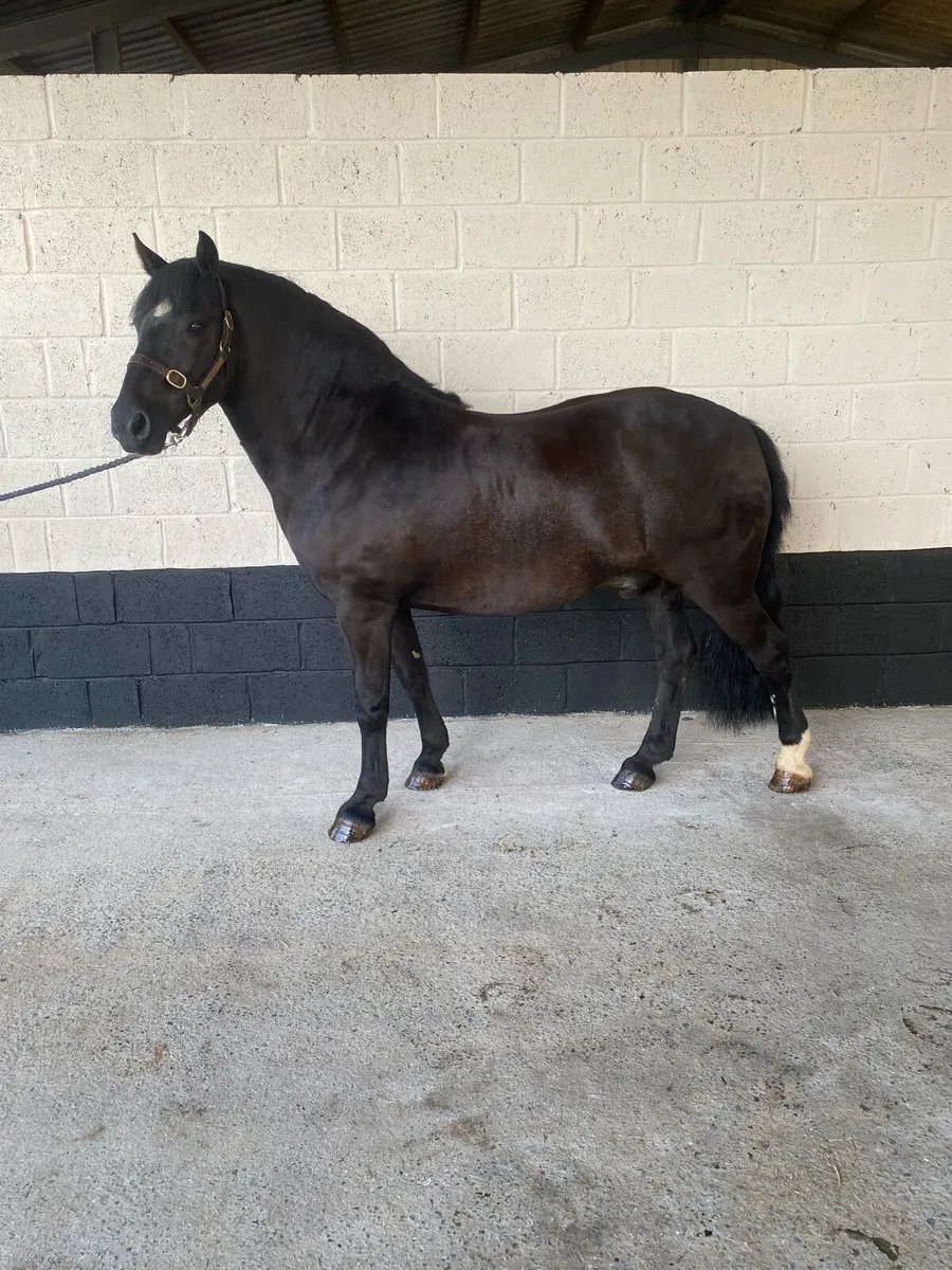 Fun all rounder pony - Image 1