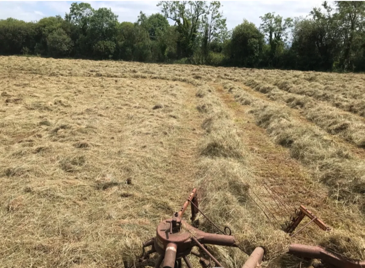 Hay - Image 2