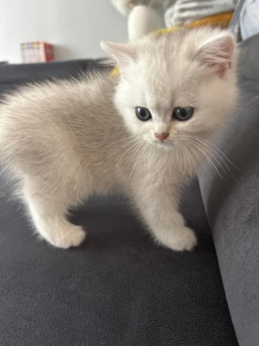 Kitten - Image 2