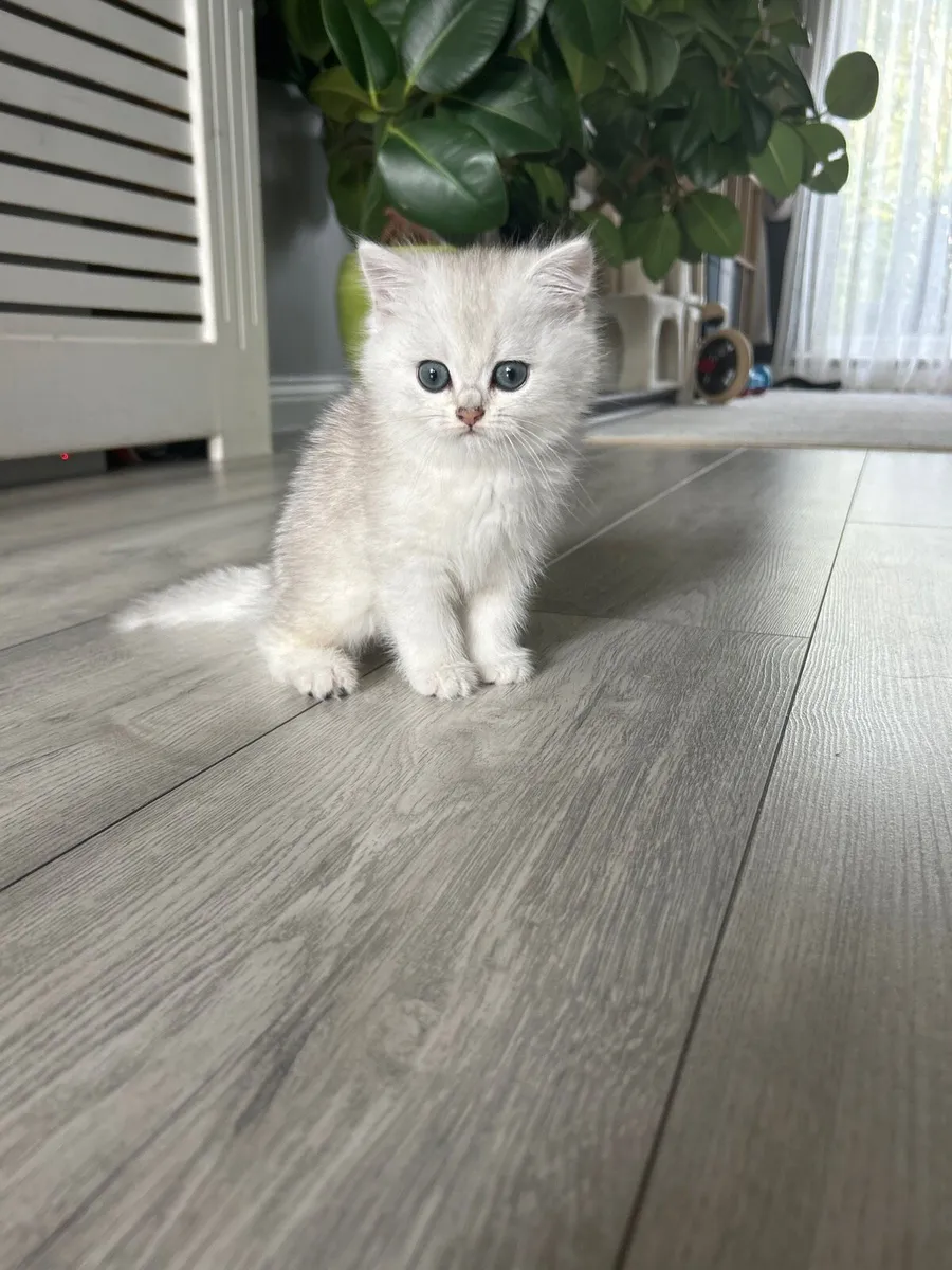 Kitten - Image 3