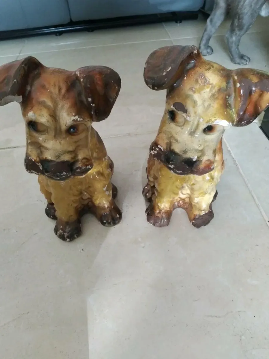 Old dogs