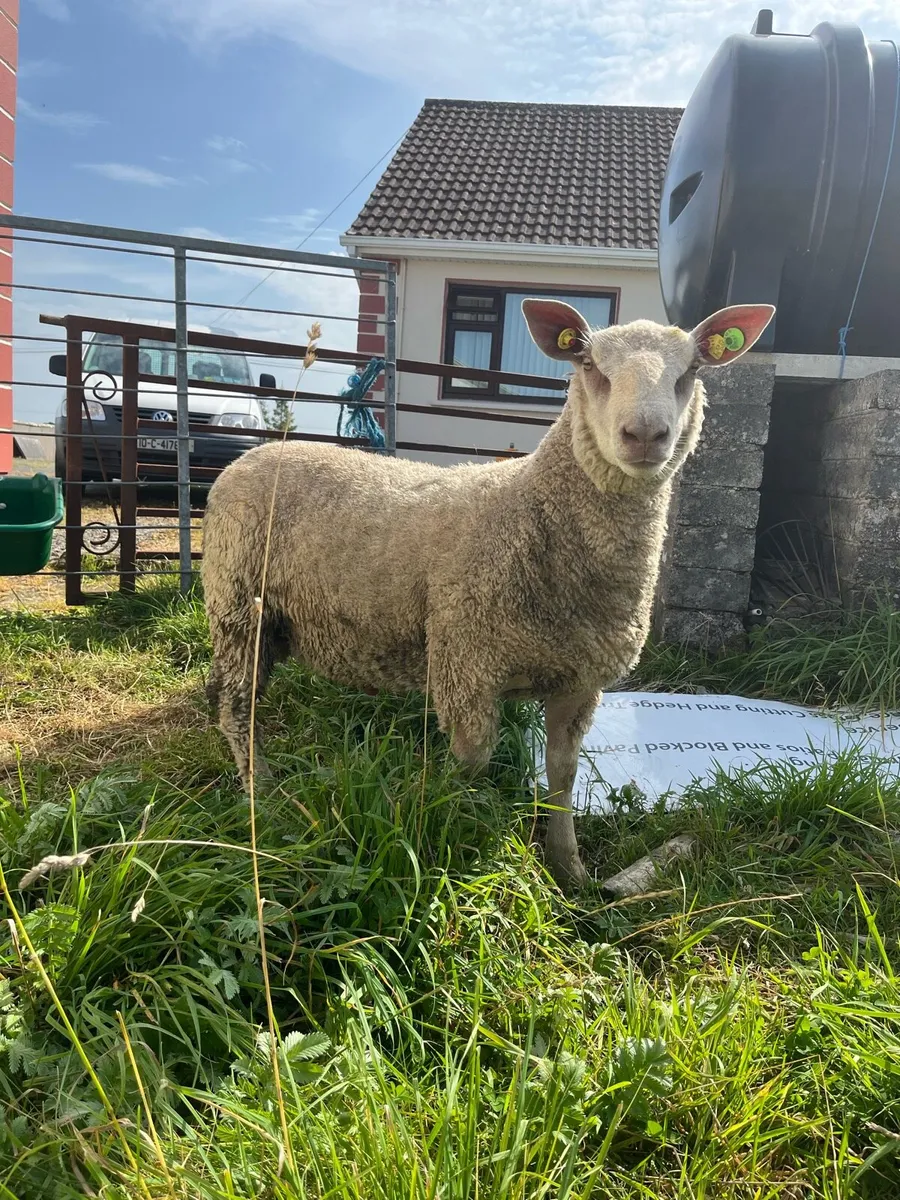 2 pedigree charollais rams - Image 1