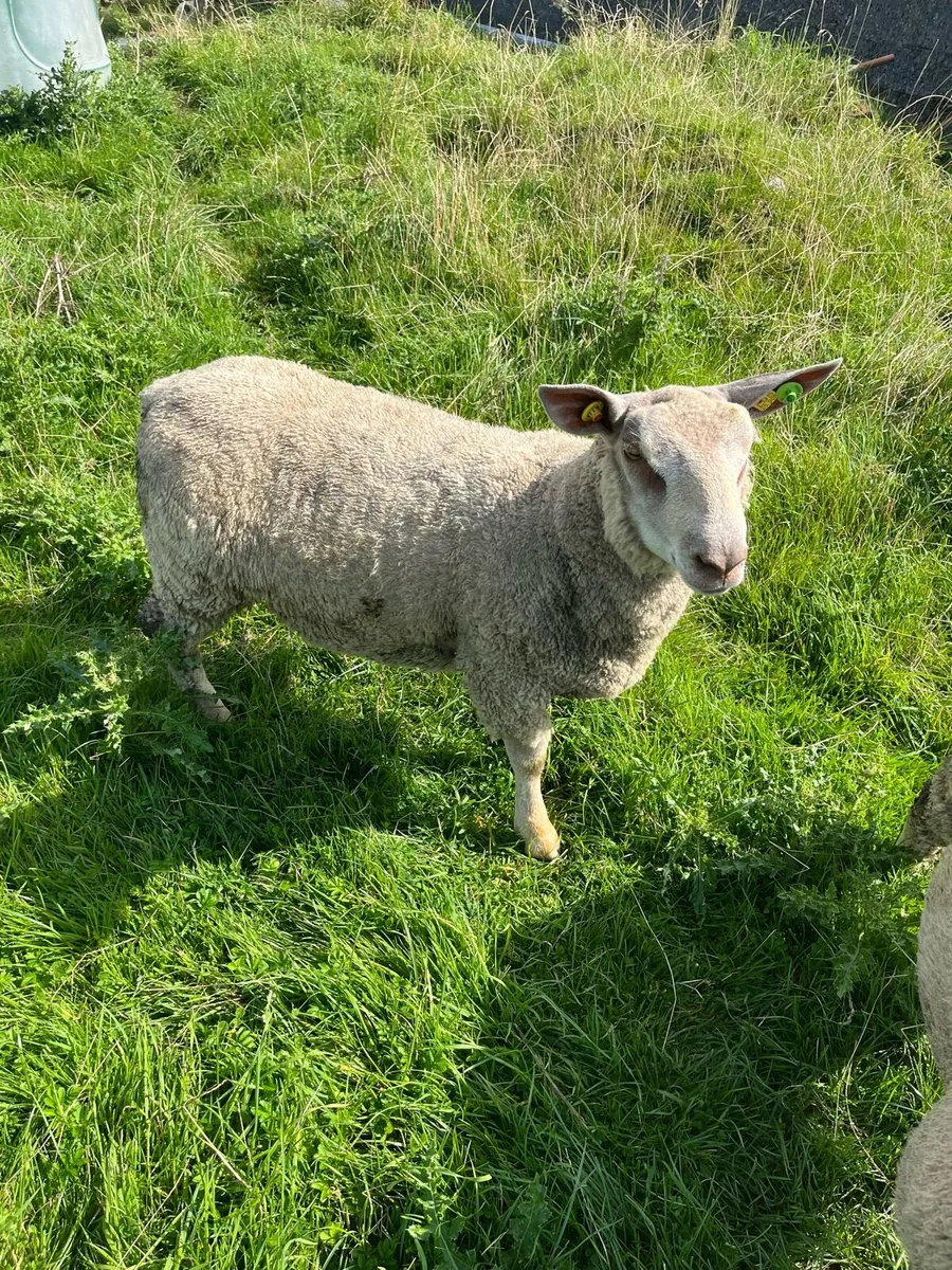 2 pedigree charollais rams - Image 2