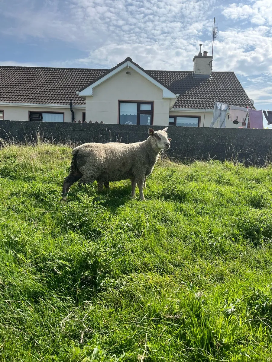 2 pedigree charollais rams - Image 3