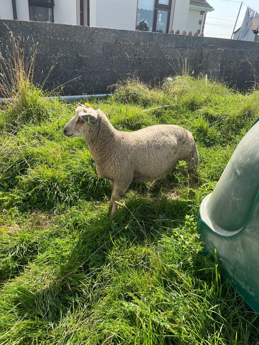 2 pedigree charollais rams - Image 4