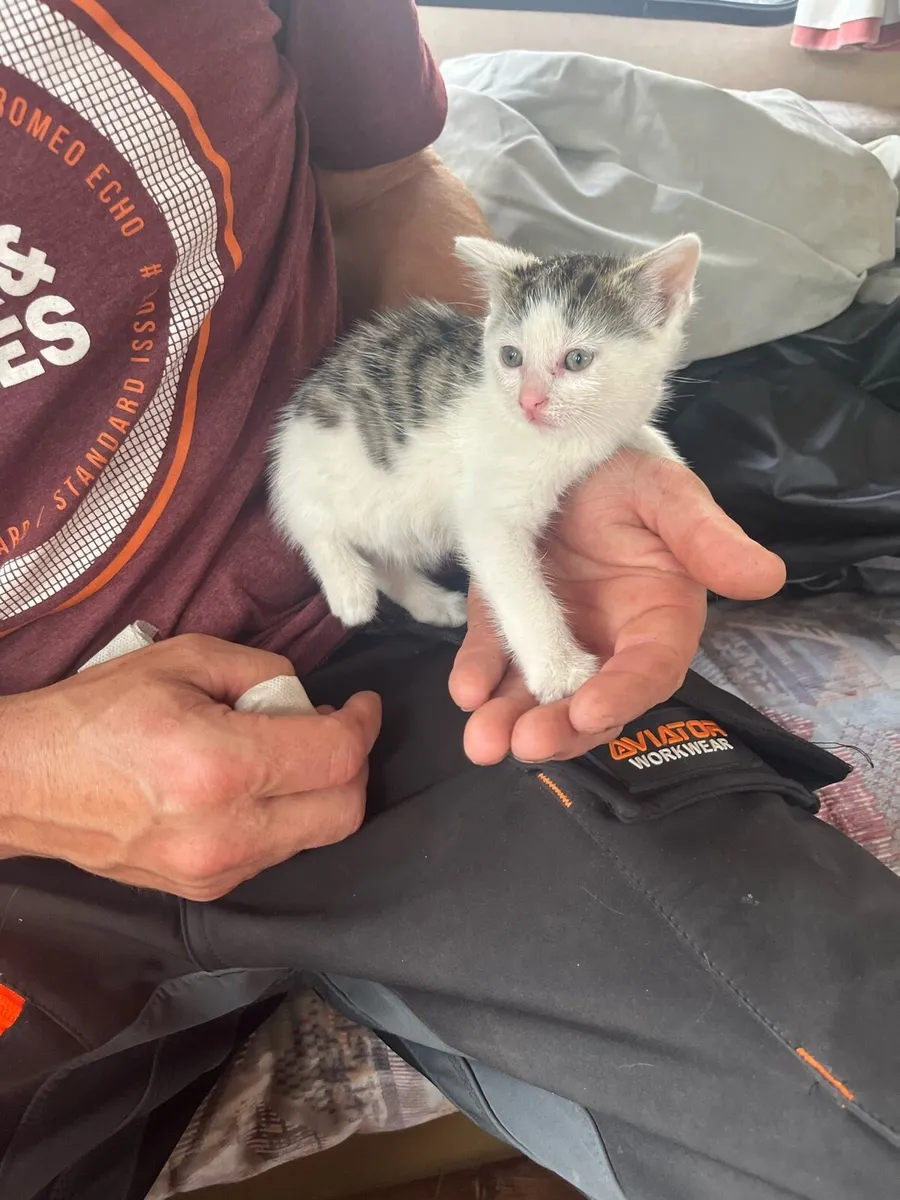6 lovely kittens - Image 2