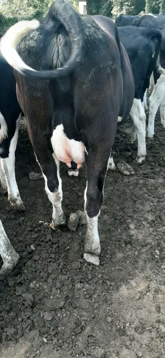 Cattle - Image 1