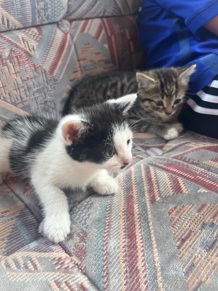 6 lovely kittens - Image 3