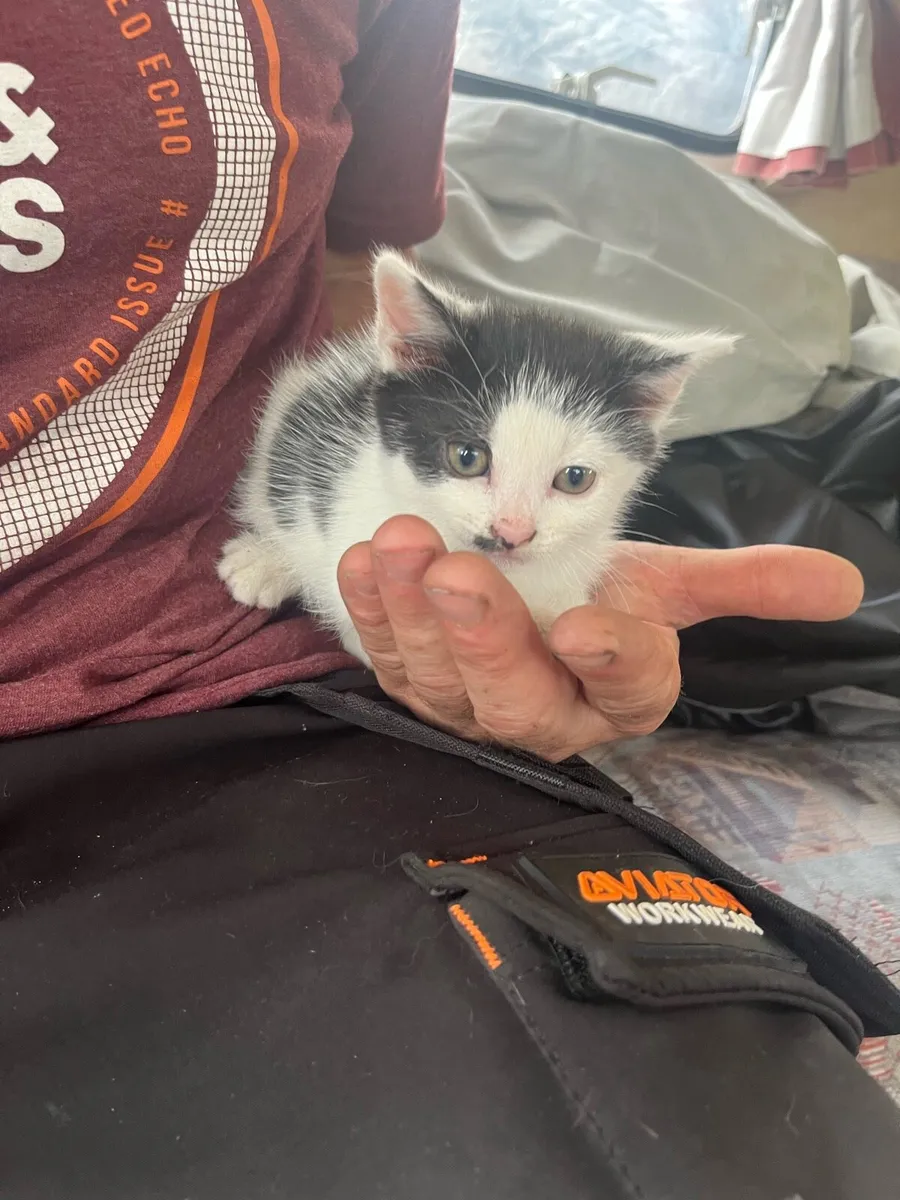 6 lovely kittens - Image 4