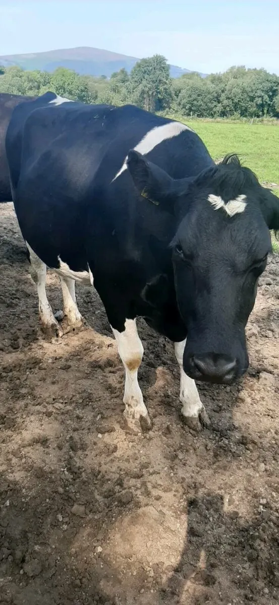 Cattle - Image 2