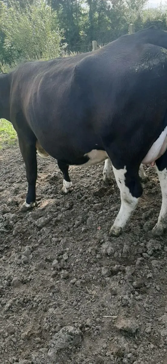 Cattle - Image 3