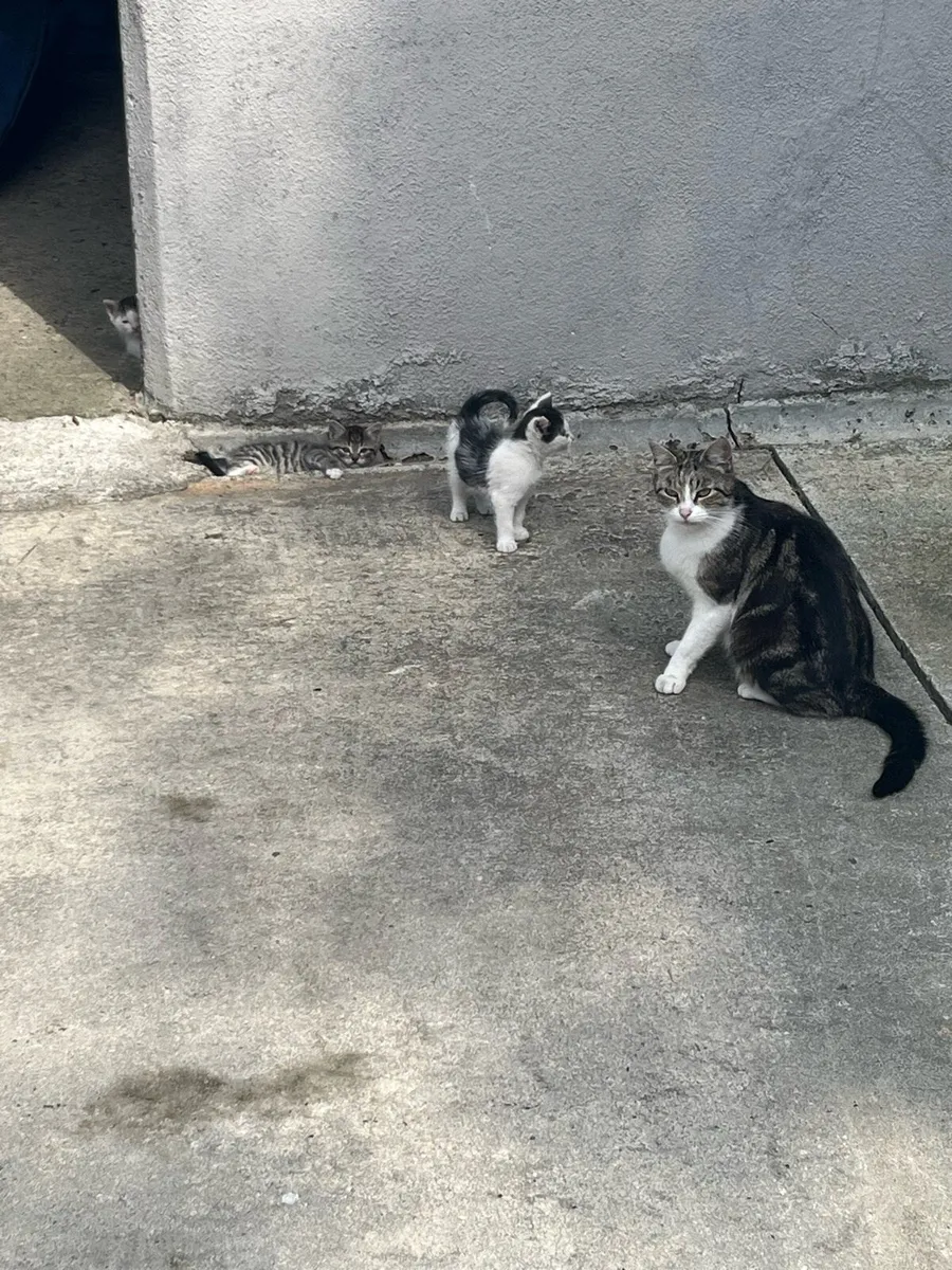 6 lovely kittens (2 left) - Image 4