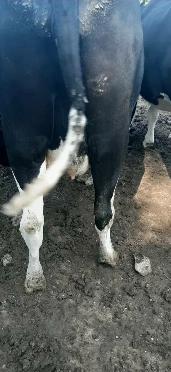 Cattle - Image 4