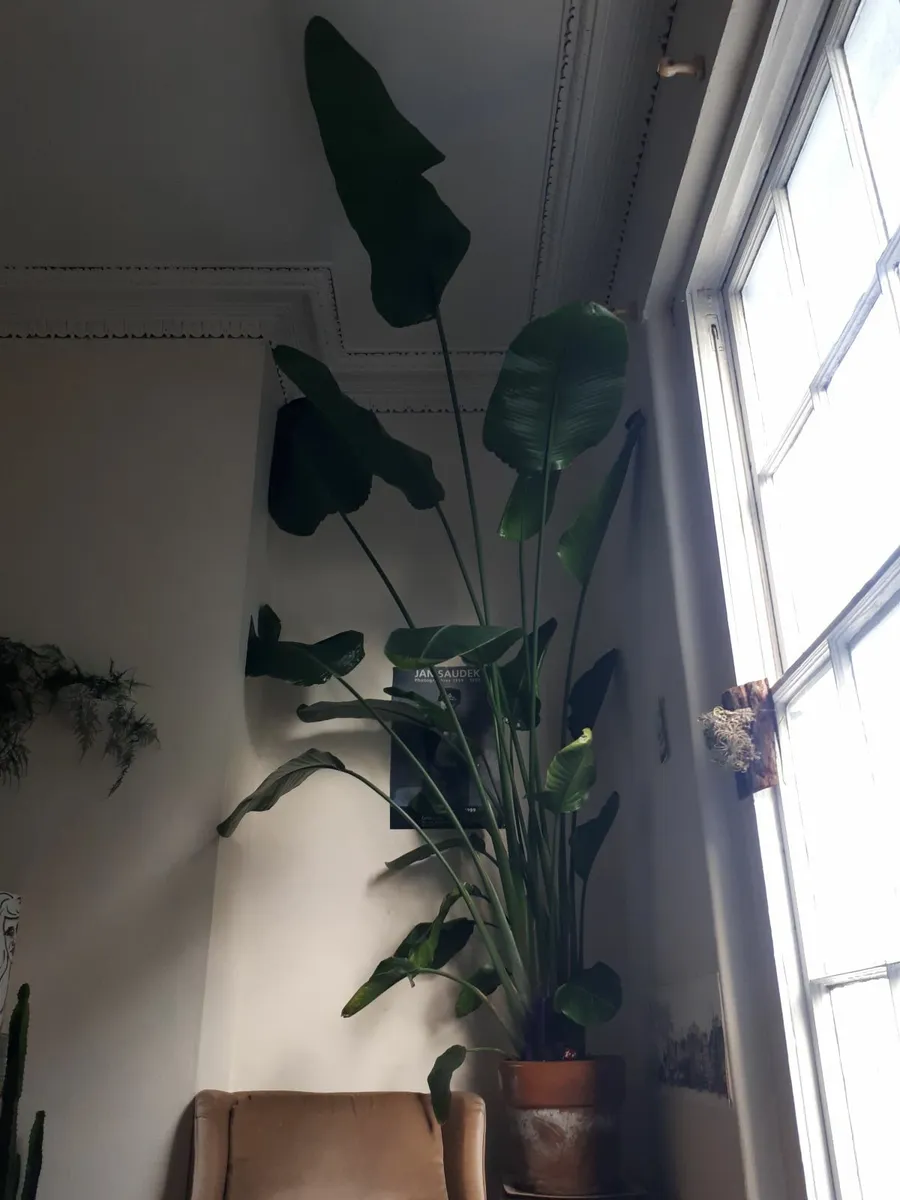 Tall Indoor plant - Strelitzia - Image 2