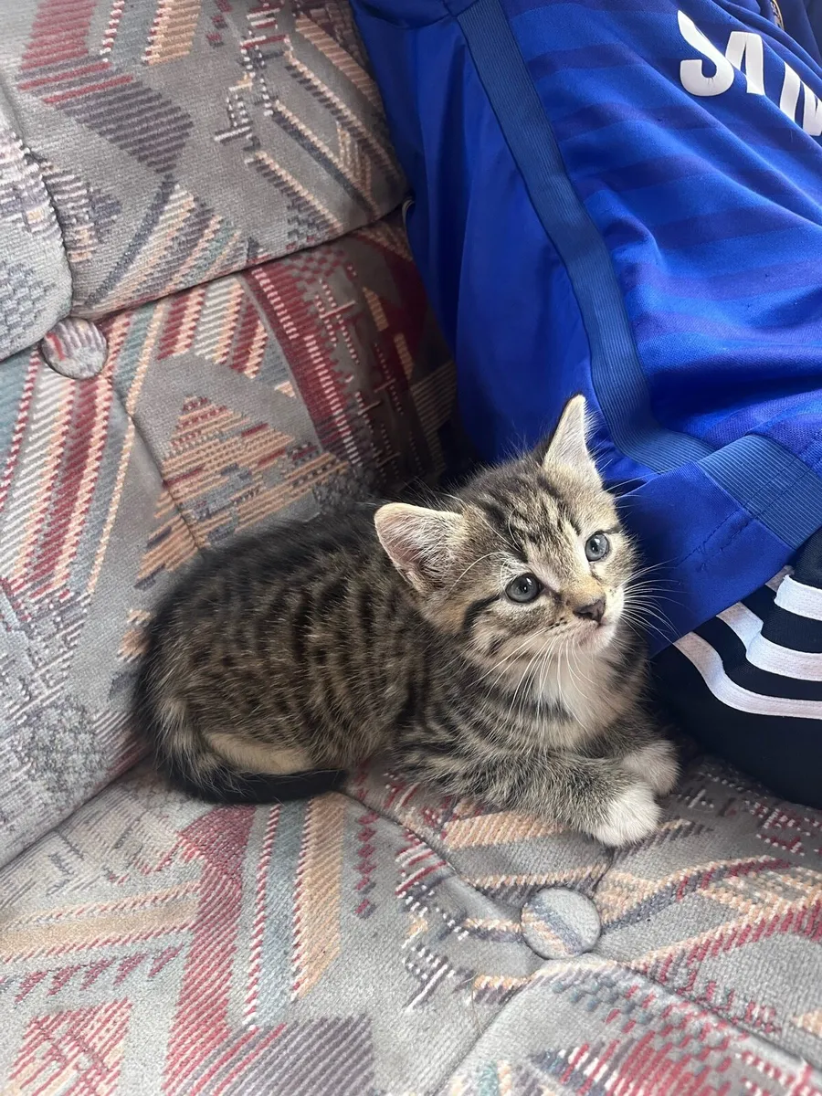 6 lovely kittens - Image 1