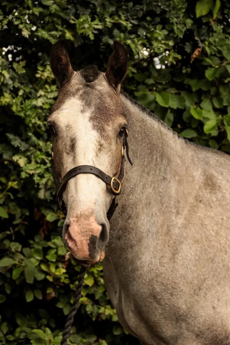 Super star Cob - Image 2
