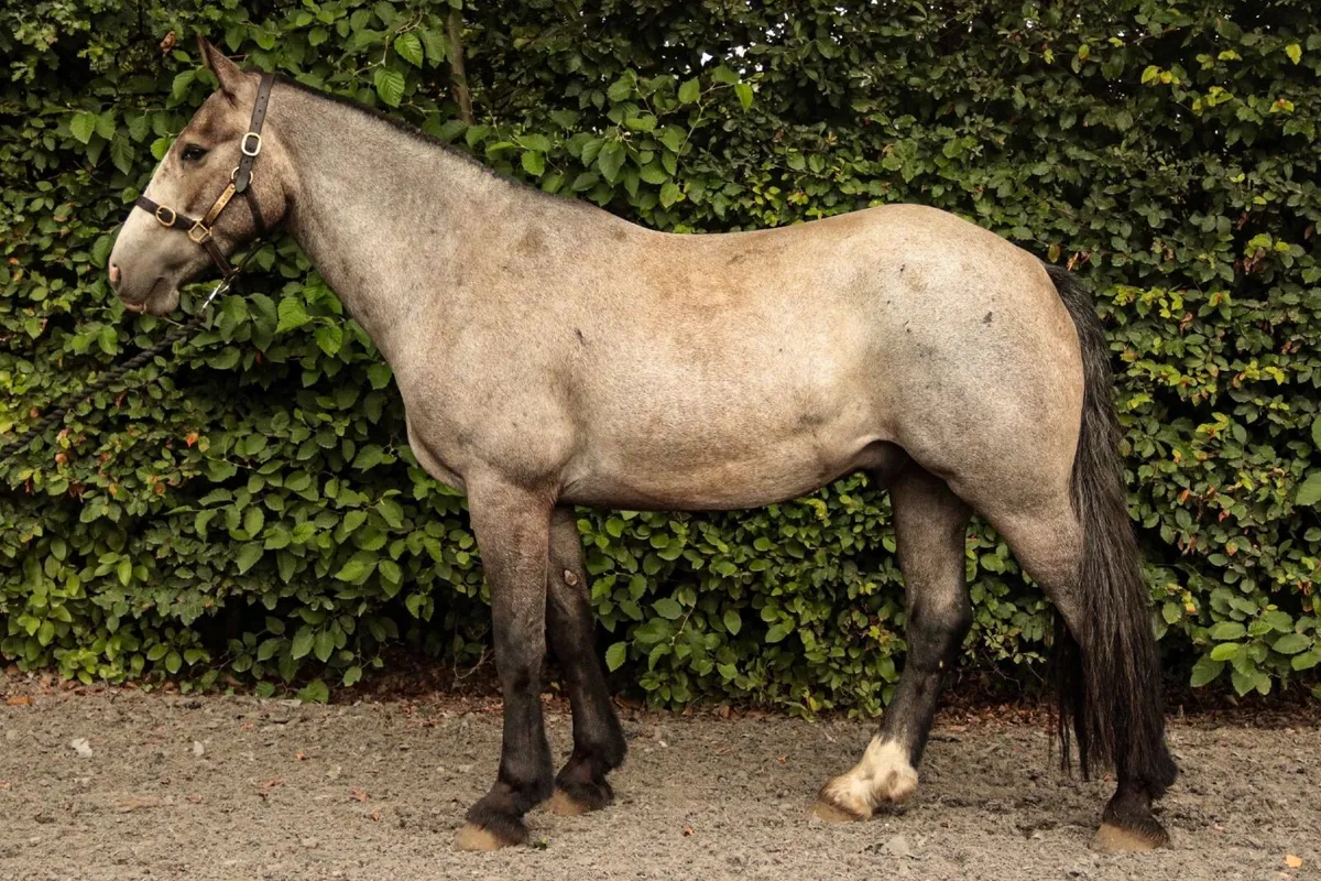 Super star Cob - Image 1