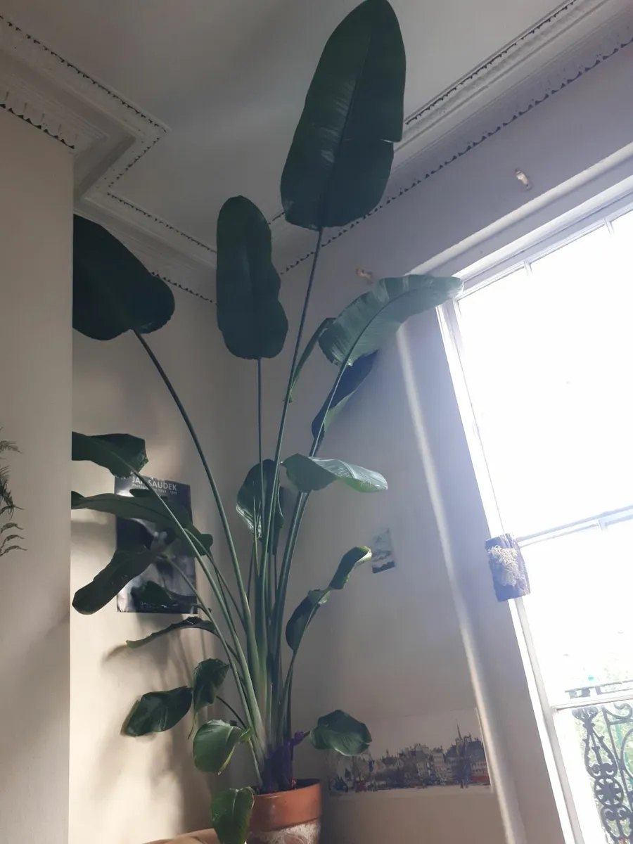 Tall Indoor plant - Strelitzia - Image 1