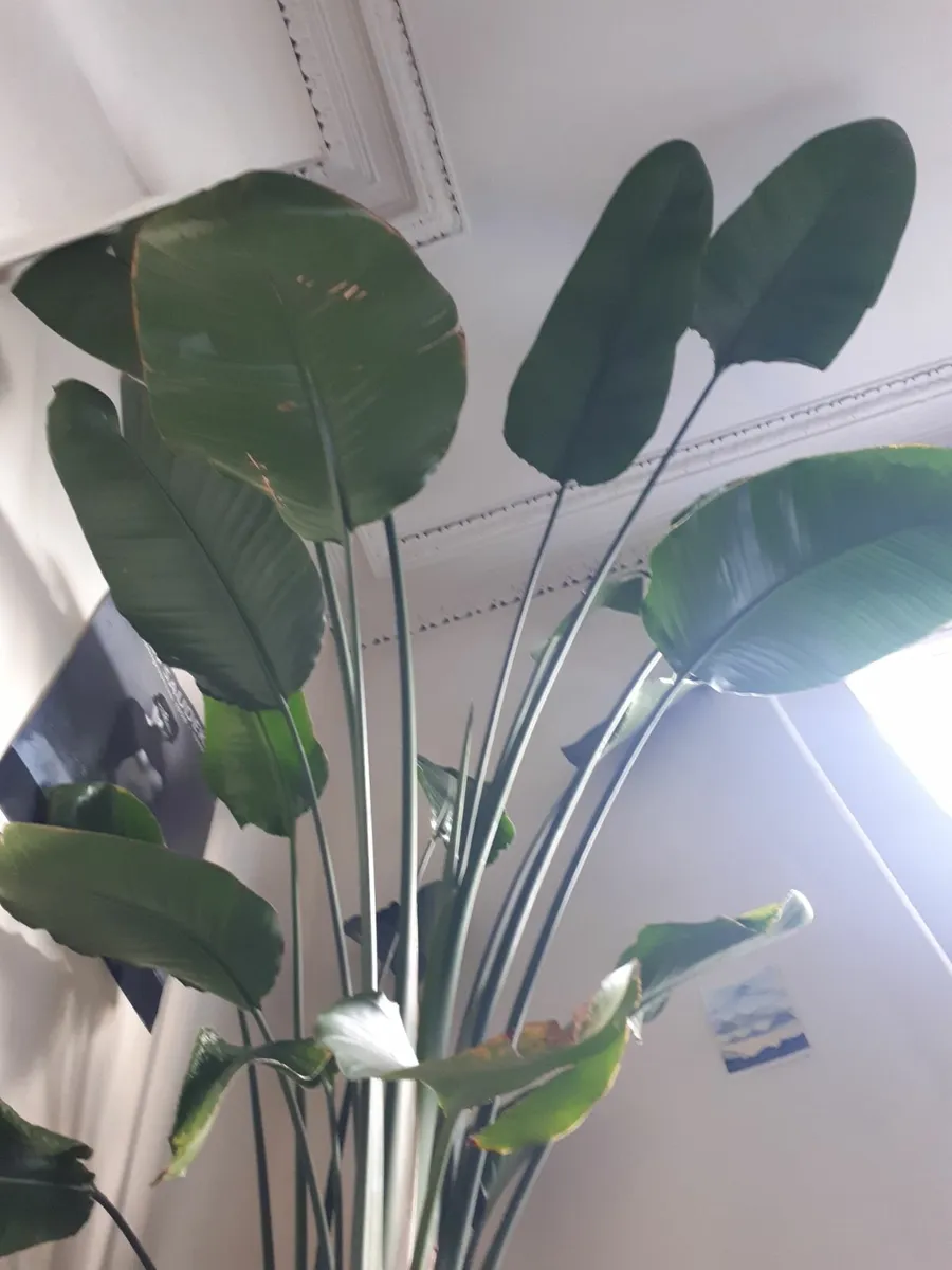 Tall Indoor plant - Strelitzia - Image 3