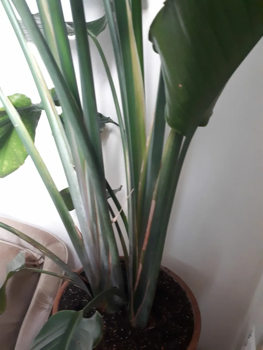 Tall Indoor plant - Strelitzia - Image 4