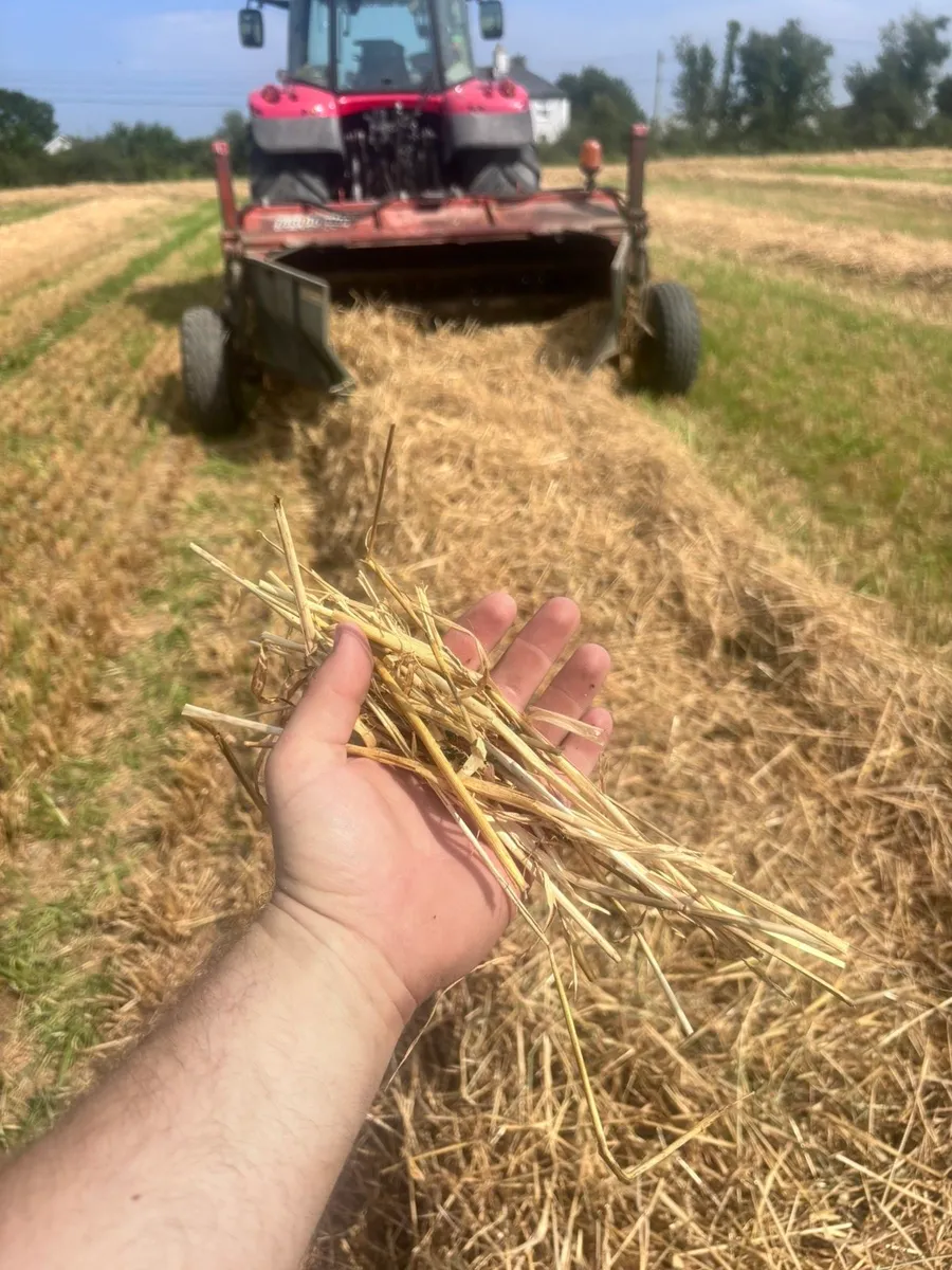 Short spring barley straw - Image 1
