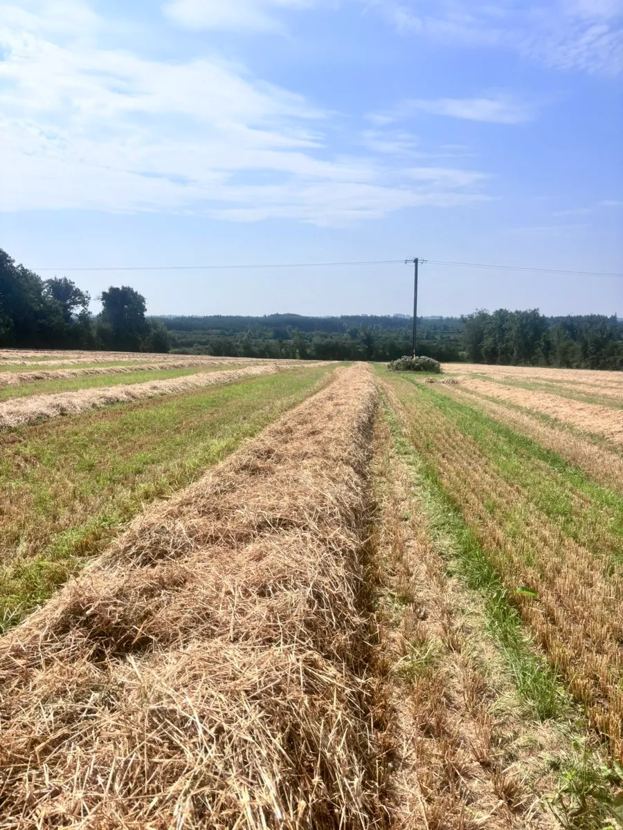 Short spring barley straw - Image 2