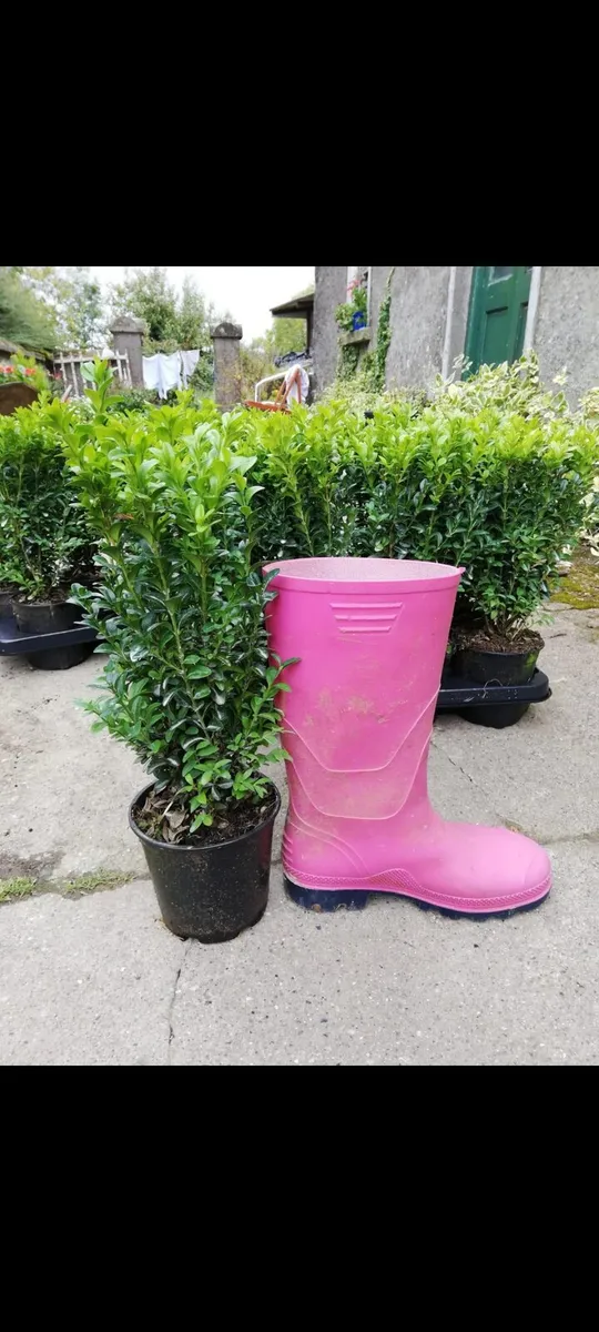 Box Hedging - Image 1