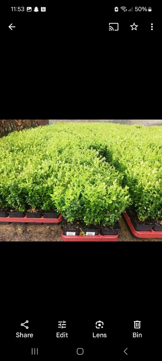 Box Hedging - Image 3