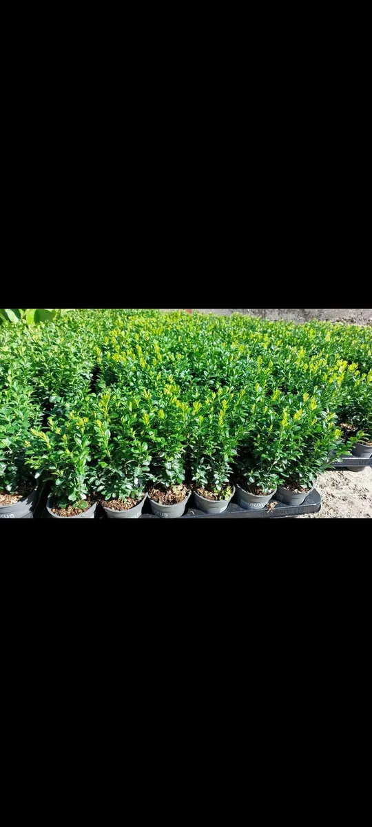 Box Hedging - Image 1