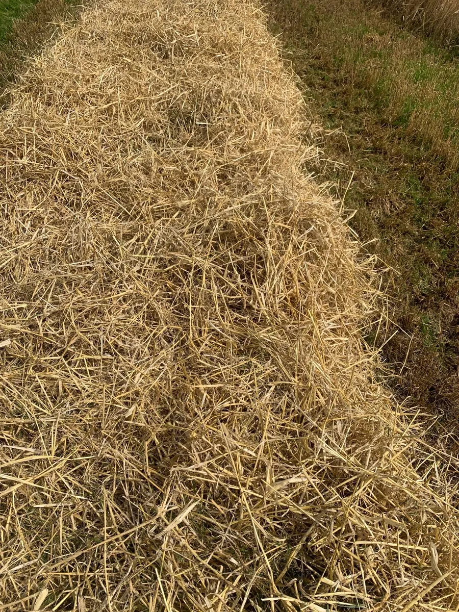 Spring barley straw