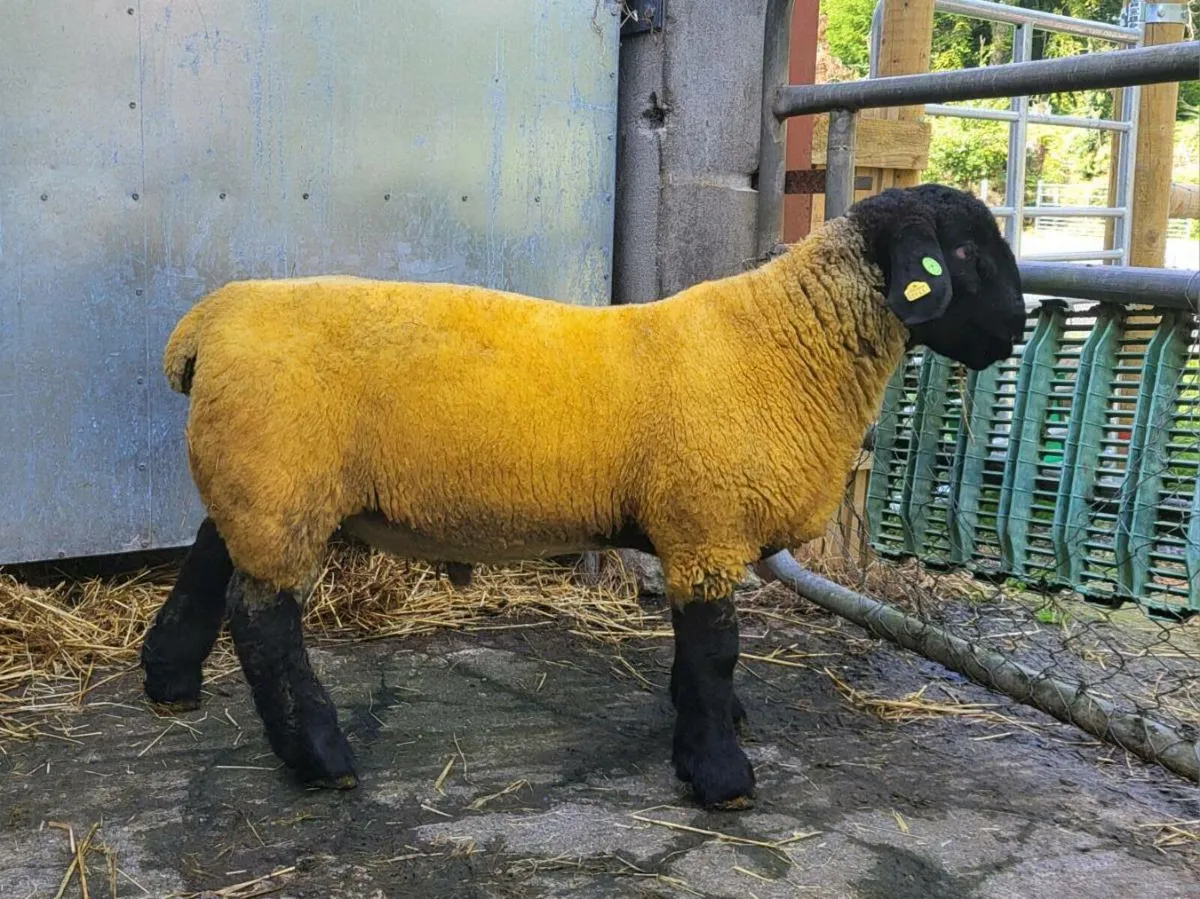 FIVE STAR SUFFOLK RAMLAMB - Image 2