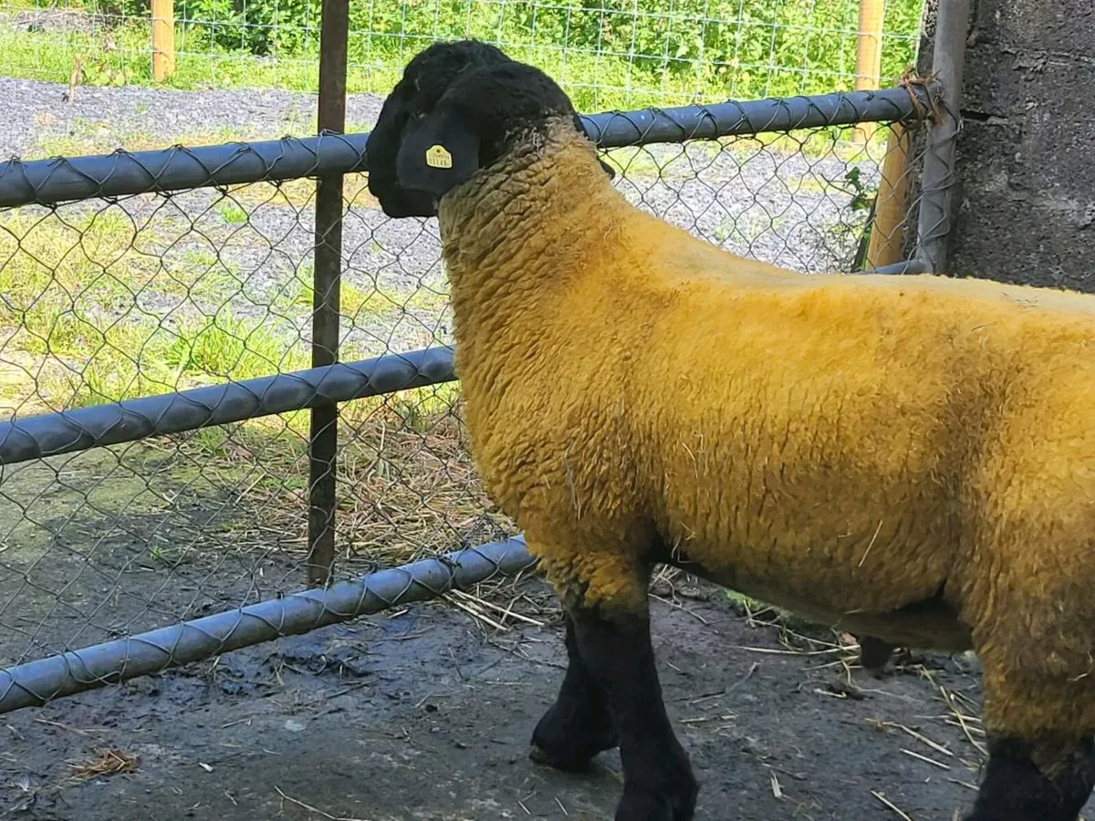FIVE STAR SUFFOLK RAMLAMB - Image 1