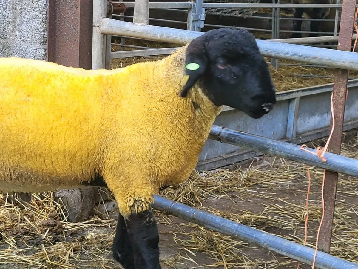 FIVE STAR SUFFOLK RAMLAMB - Image 3