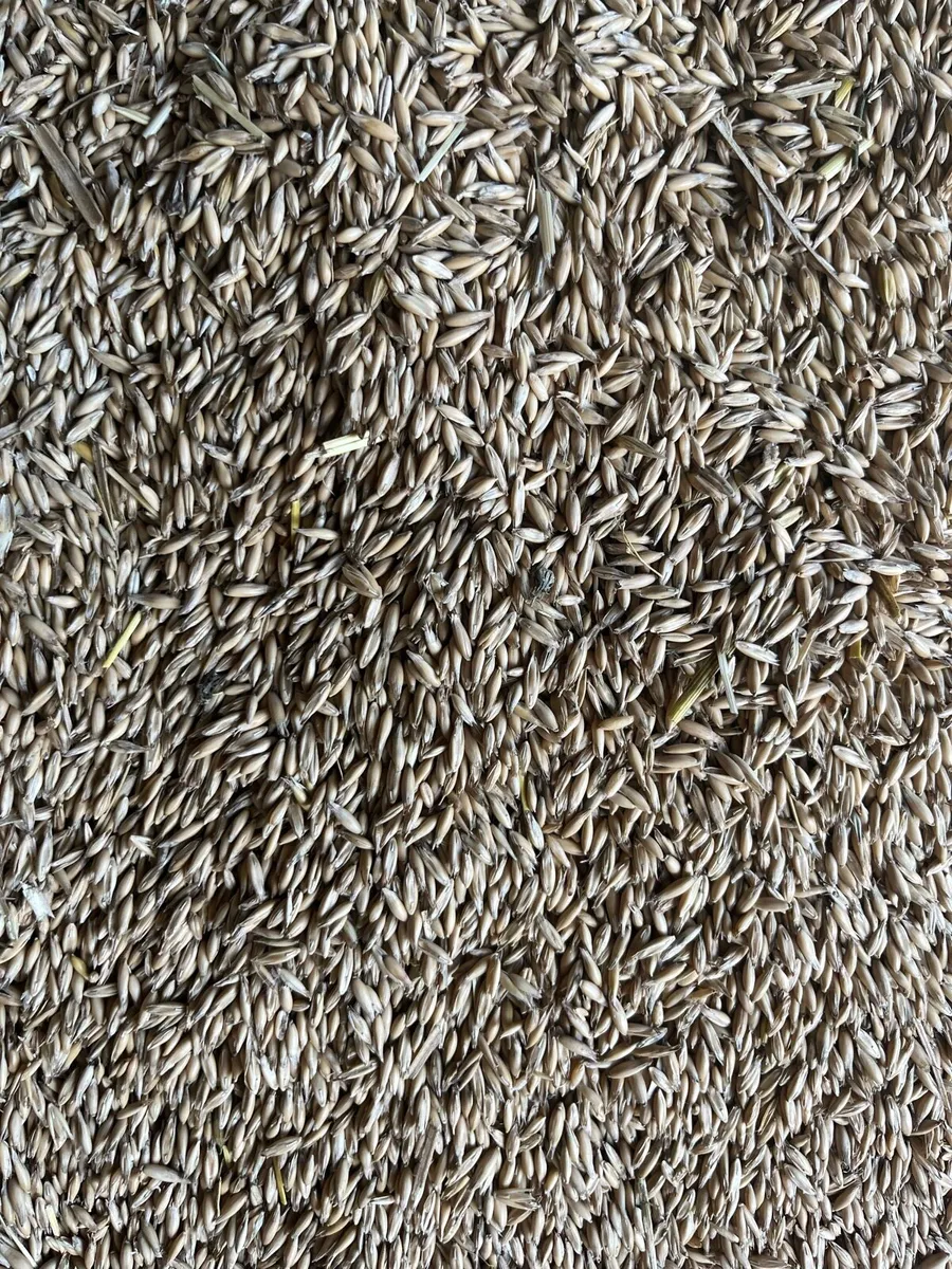 Organic oats - Image 2