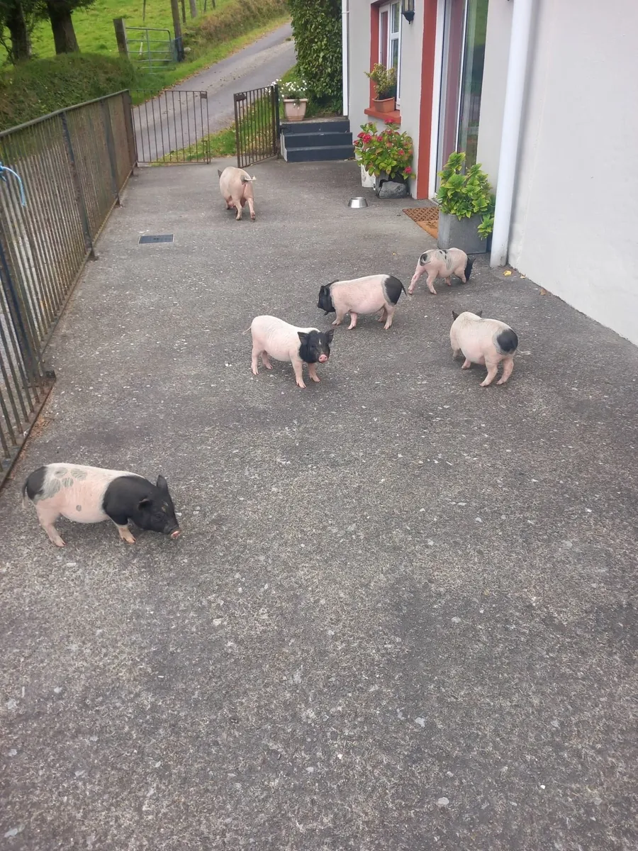 Piggies - Image 1